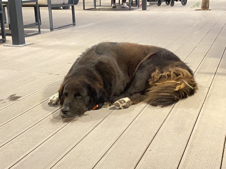 O köpekte...